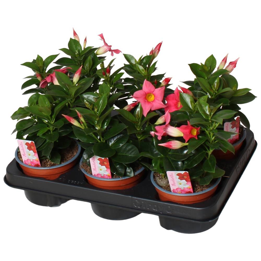 Mandeville rosa T12 H020