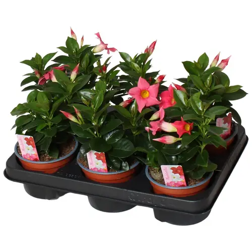 Mandeville rosa T12 H020