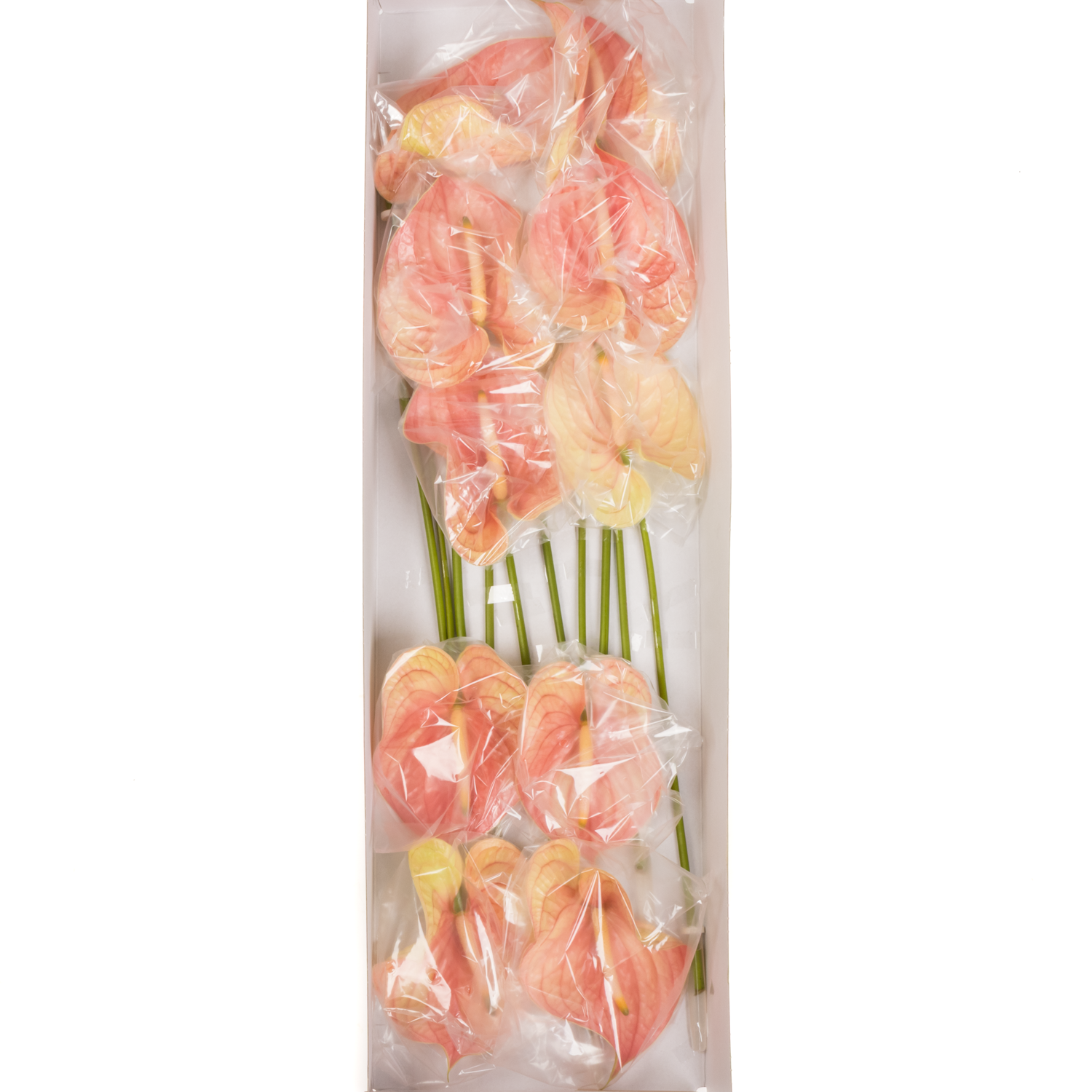 Anthurium rosa Nunzia Blüte 11cm