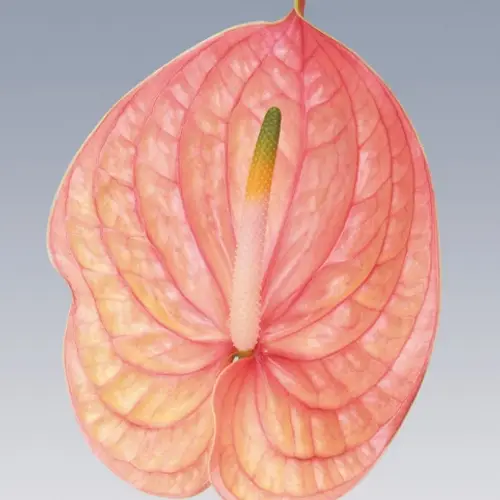 Anthurium rosa Nunzia Blüte 11cm