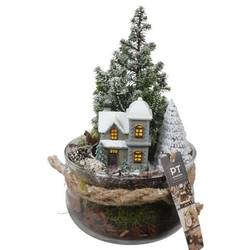 Chamaecyp.Arr PTCWW6823 Weihnachten T16 H027