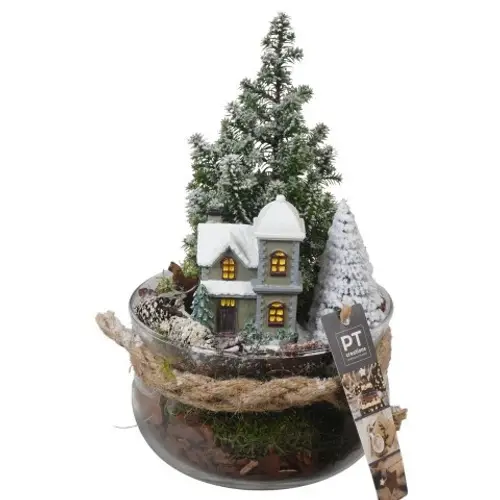 Chamaecyp.Arr PTCWW6823 Weihnachten T16 H027