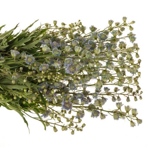 Delphinium blau / grün Rainbow sensation 80cm