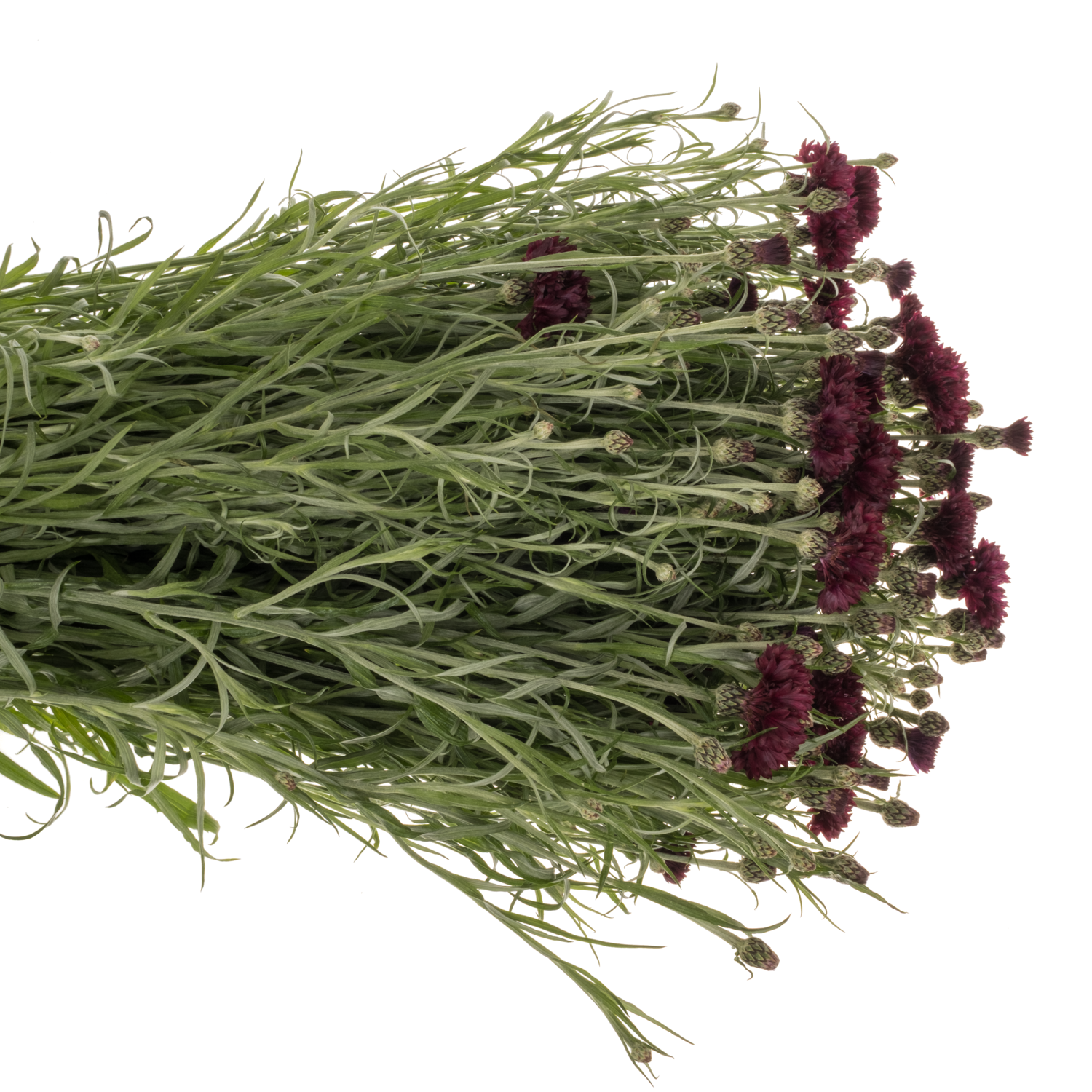 Kornblumen weinrot Black Boy 75cm