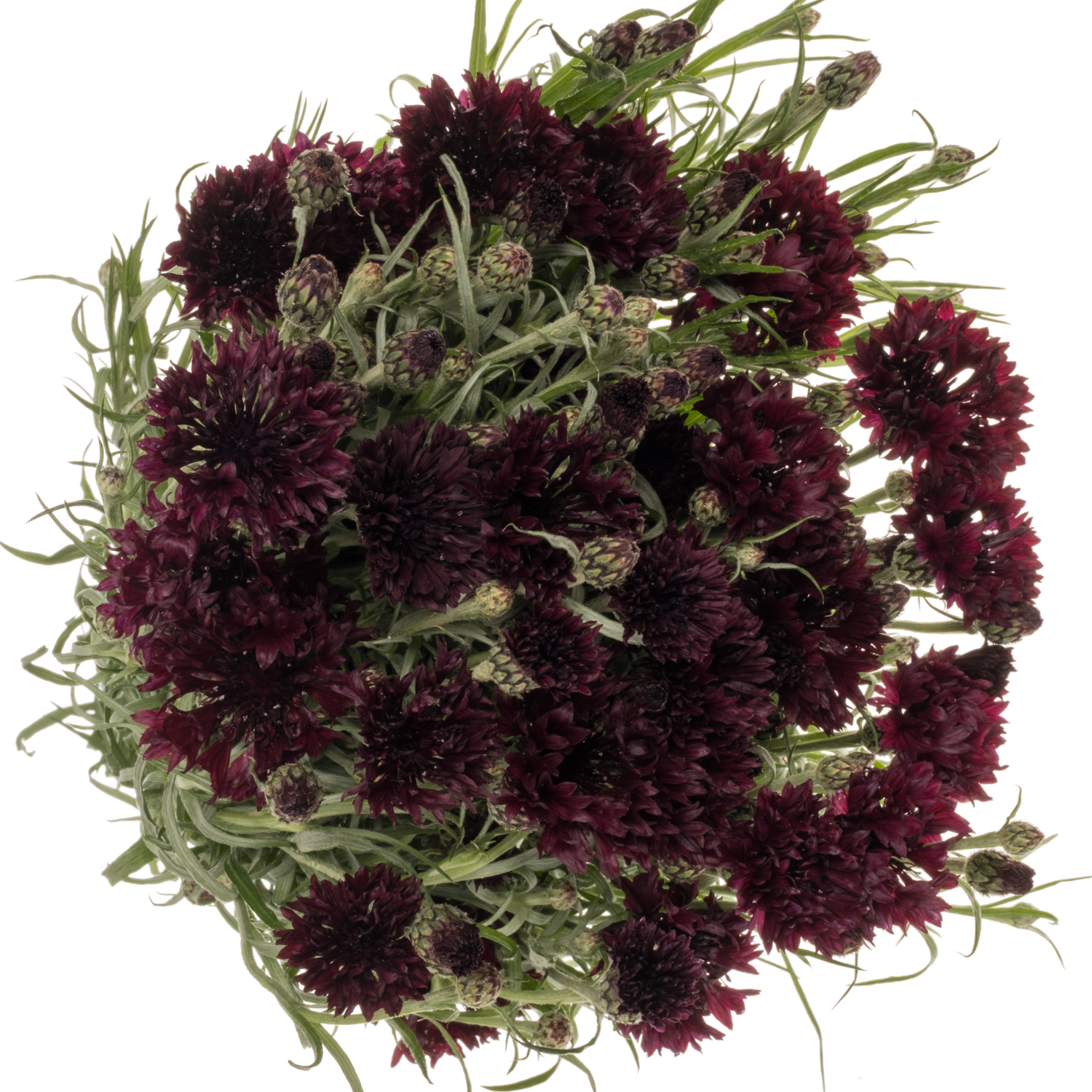 Kornblumen weinrot Black Boy 75cm