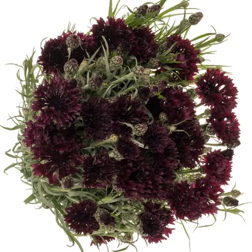 Kornblumen weinrot Black Boy 75cm