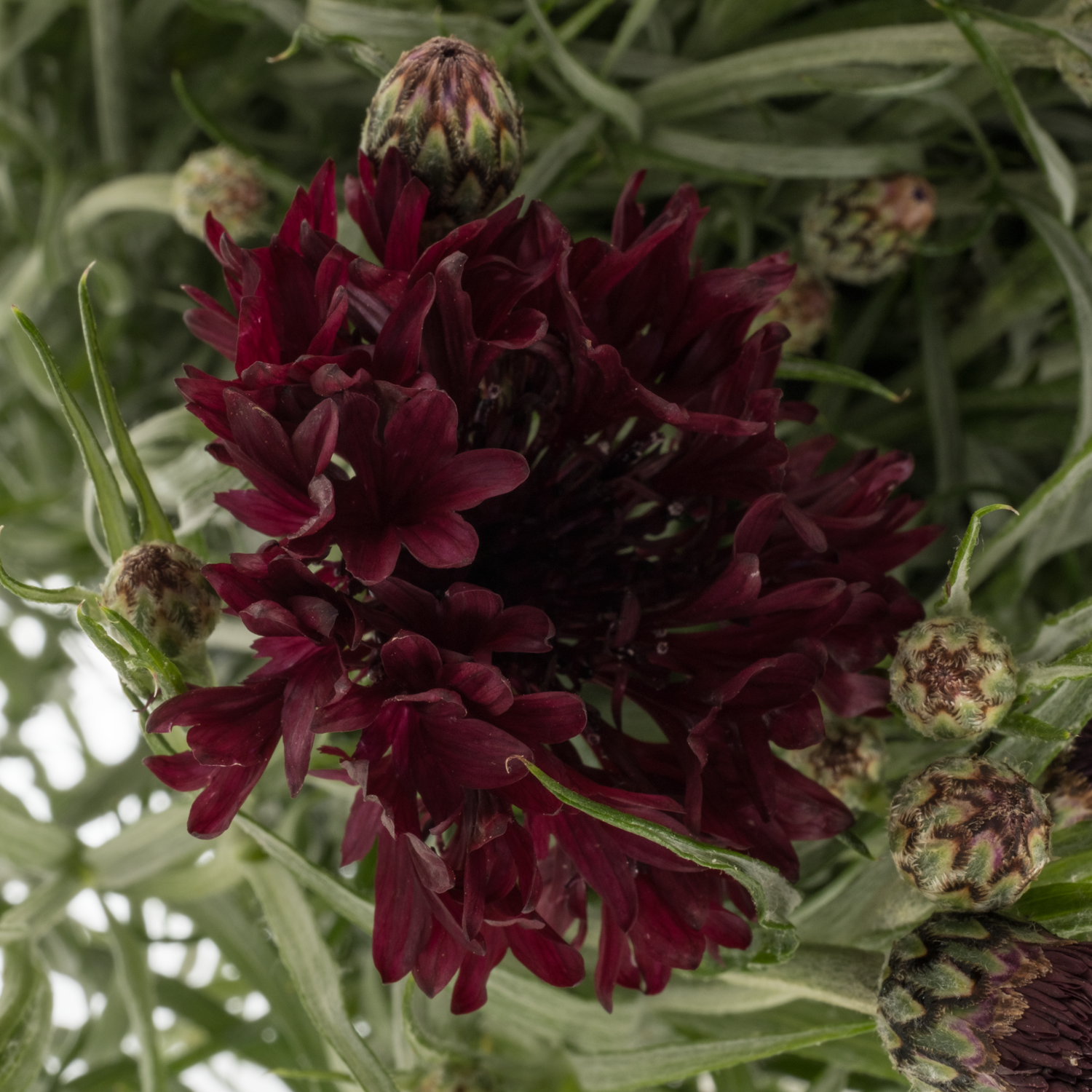 Kornblumen weinrot Black Boy 75cm
