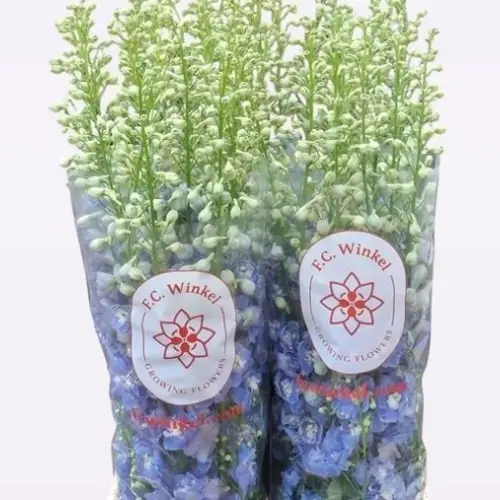 Delphinium blau Aurora extra 95cm