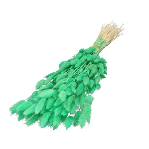 Trocken Lagurus minzegrün L60cm