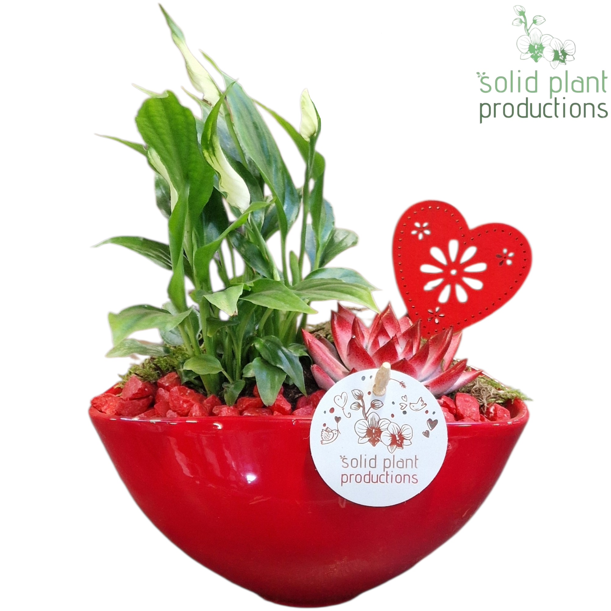 Spath.Arr Katty rot SE006RED T19 H032