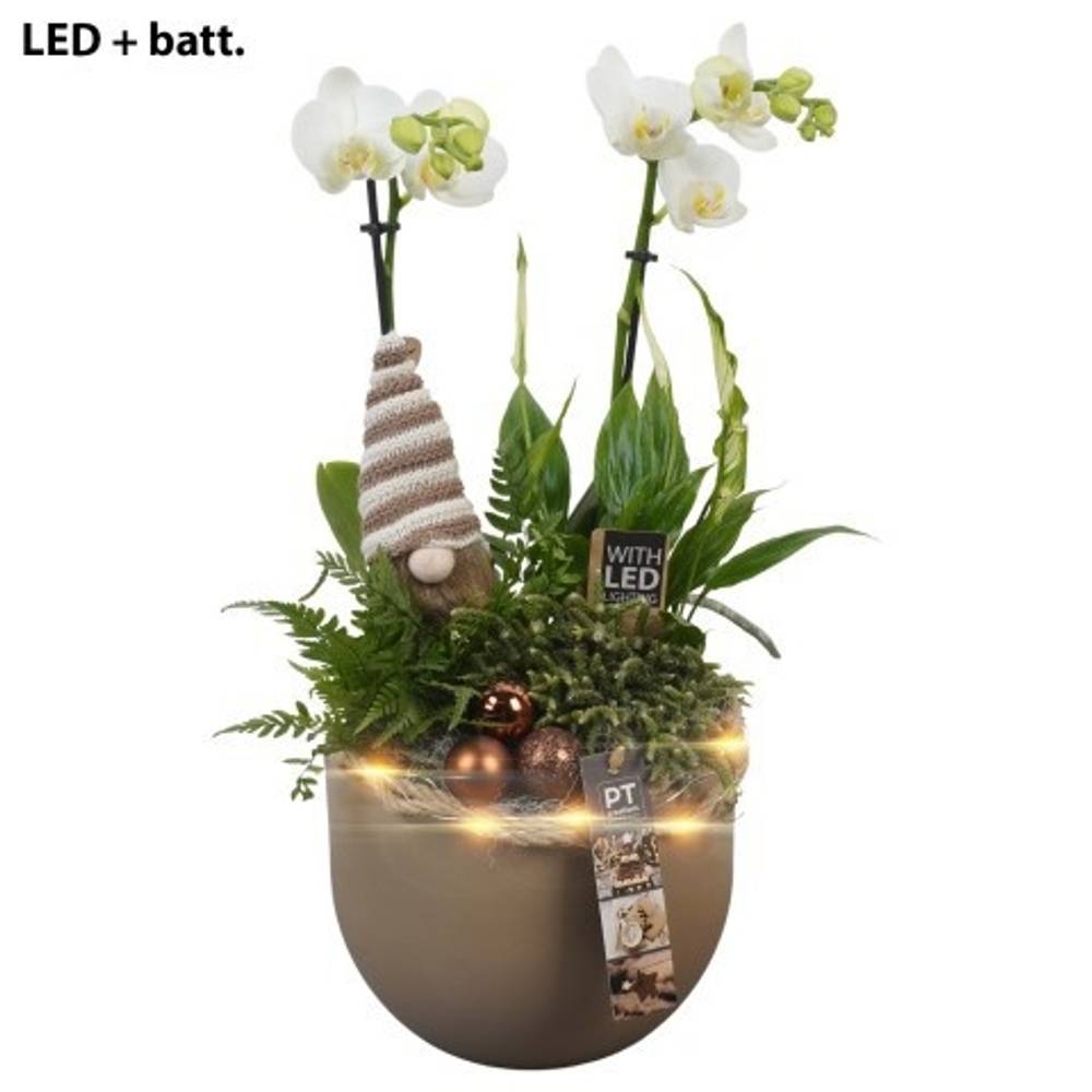 Phal.Arr PTCHB9741 Weihnachten +LED T19 H049