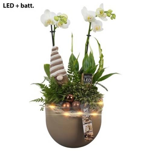 Phal.Arr PTCHB9741 Weihnachten +LED T19 H049