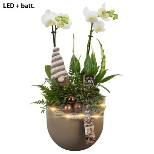 Phal.Arr PTCHB9741 Weihnachten +LED T19 H049