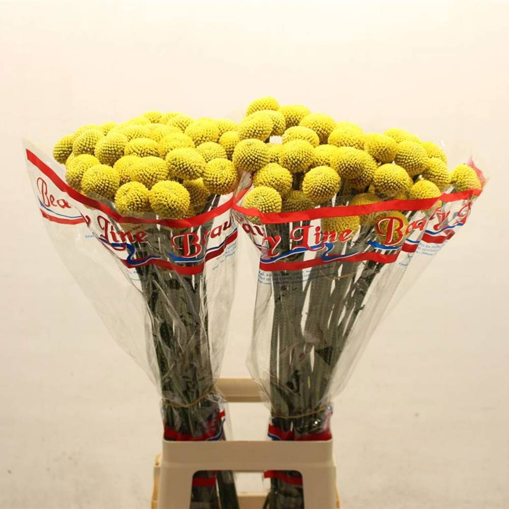 Craspedia gelb 80cm x50