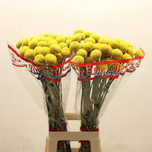 Craspedia gelb 80cm x50