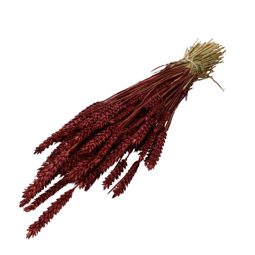 Trocken Weizen rot L70cm