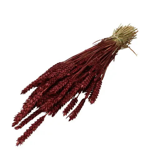 Trocken Weizen rot L70cm