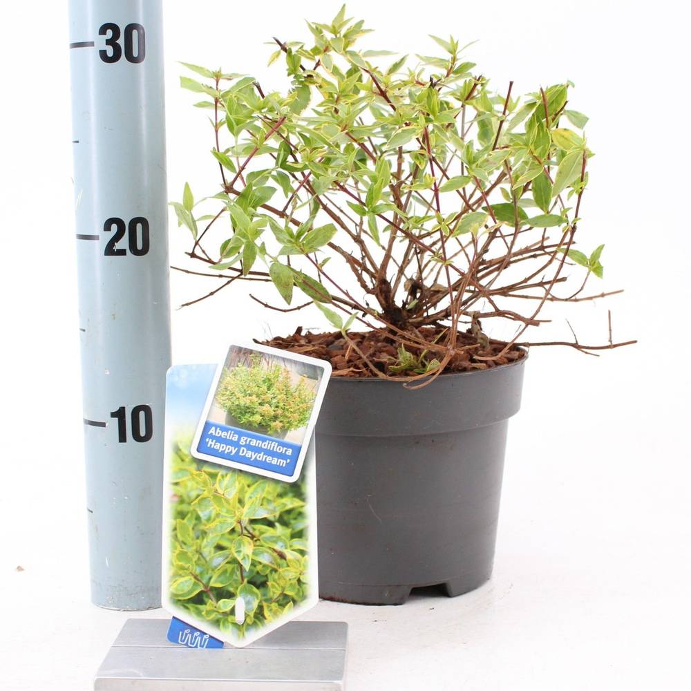 Abelia Grandiflora rosa Happy Daydream T17 H025