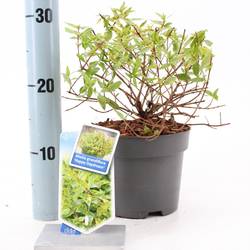 Abelia Grandiflora rosa Happy Daydream T17 H025