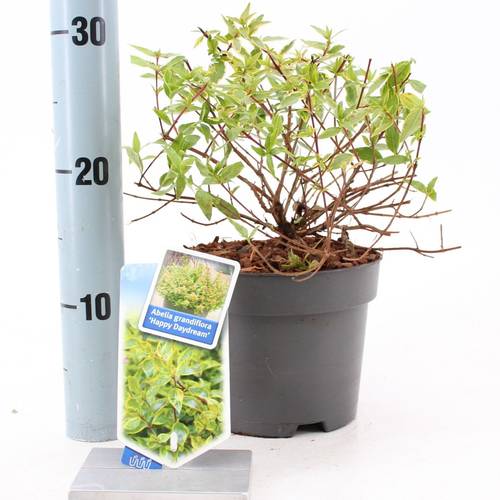 Abelia Grandiflora rosa Happy Daydream T17 H025