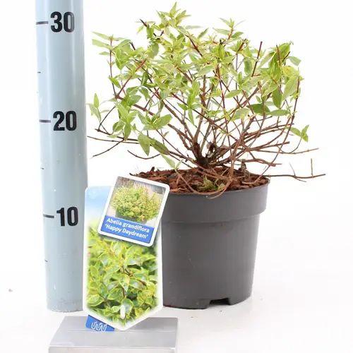 Abelia Grandiflora rosa Happy Daydream T17 H025