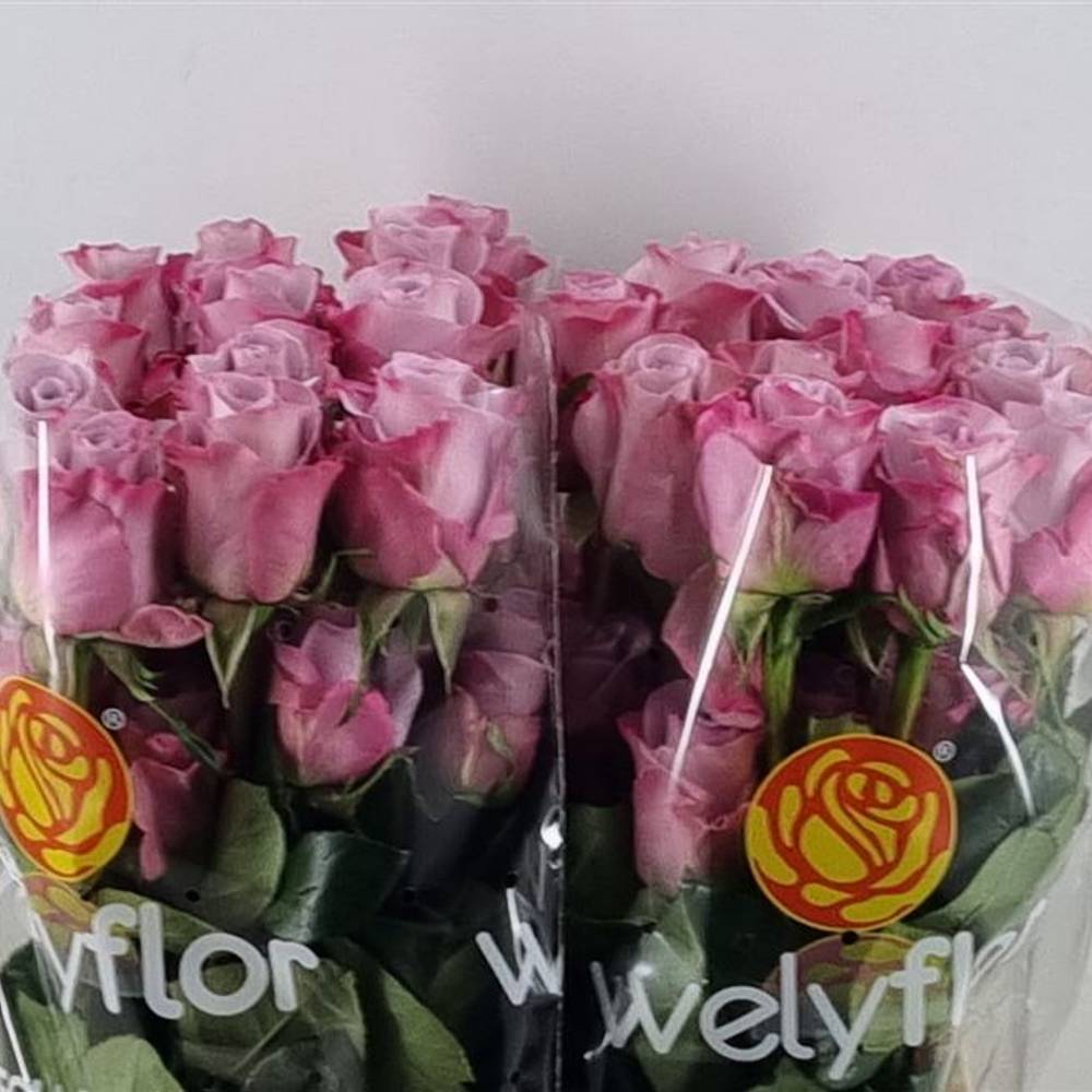 Rose lila Star Platinum (Ec) 70cm