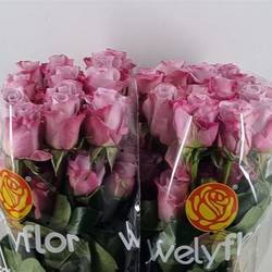 Rose lila Star Platinum (Ec) 70cm