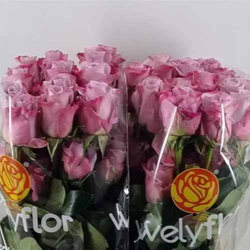 Rose lila Star Platinum (Ec) 70cm