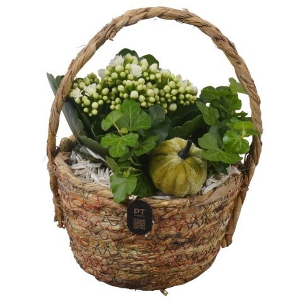 Kal.Arr PTHI3283 Herbst T17 H023