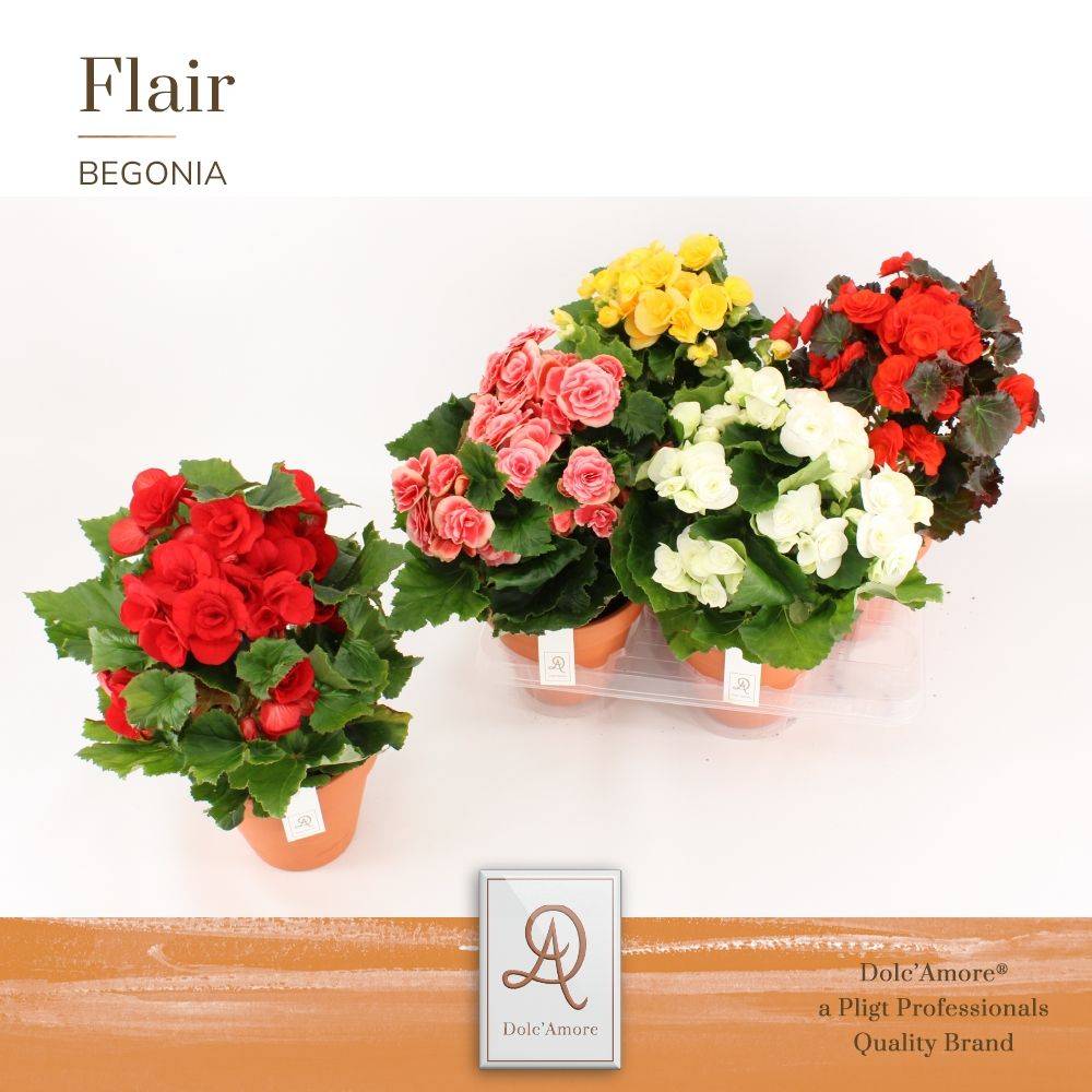 Begonie mix Dolc'Amore im Keramik T14 H031
