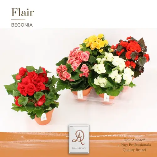 Begonie mix Dolc'Amore im Keramik T14 H031