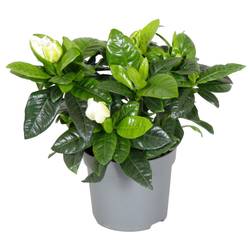 Gardenia Jasminoidis T13 H020