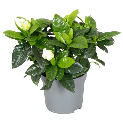 Gardenia Jasminoidis T13 H020