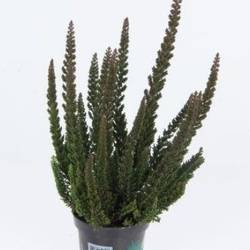 Calluna Skyline grün T09,5 H020