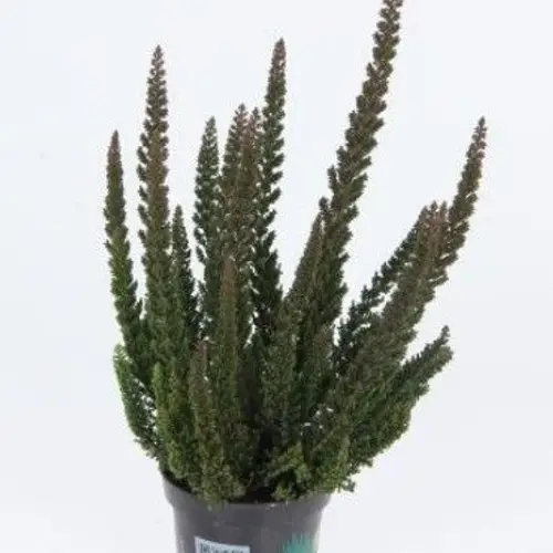Calluna Skyline grün T09,5 H020
