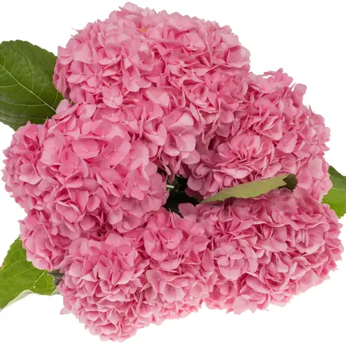 Hortensie rosa Paradise Bol 18cm 60cm