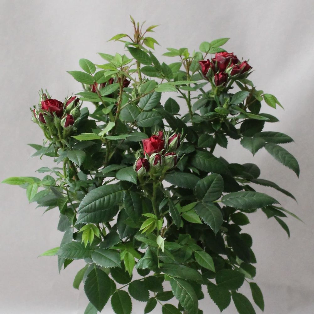 Rosa Stamm orange T23 H120