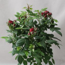 Rosa Stamm orange T23 H120