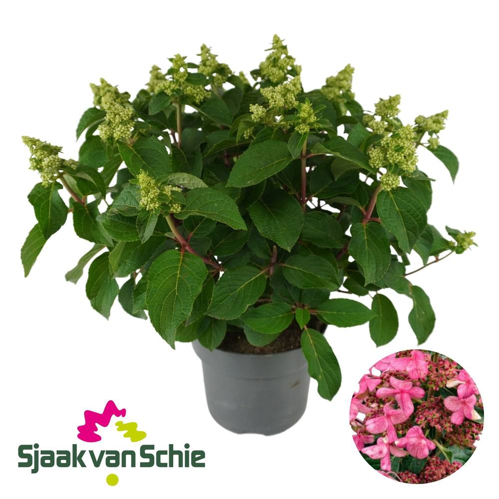 Hortensie Panic. rosa Infinity 7+ T23 H055