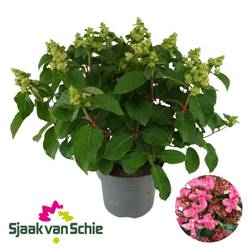 Hortensie Panic. rosa Infinity 7+ T23 H055
