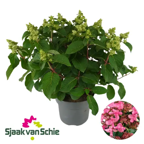 Hortensie Panic. rosa Infinity 7+ T23 H055