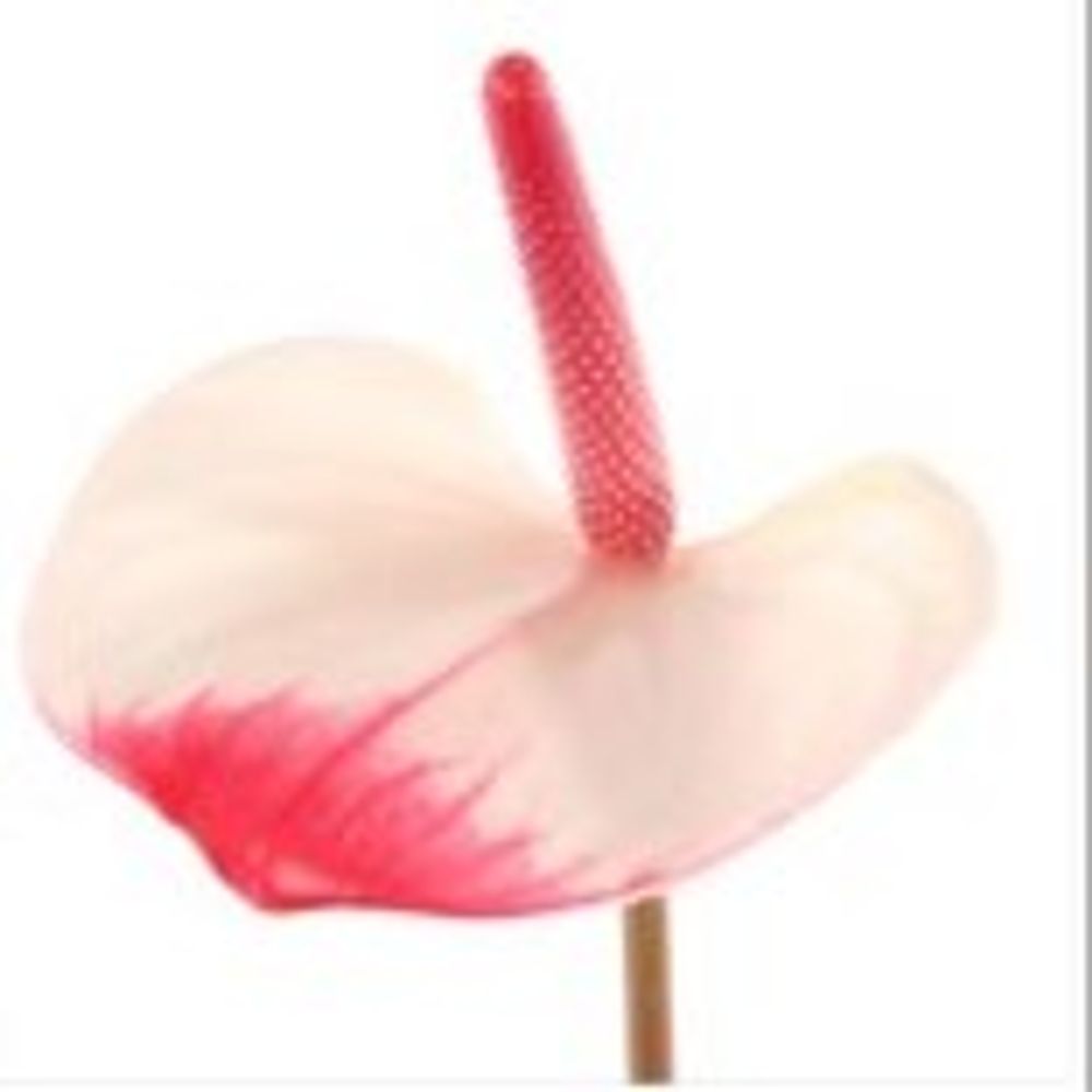 Anthurium rosa Eleganc Lovely Blüte 7cm