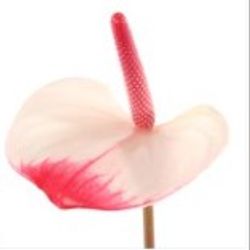 Anthurium rosa Eleganc Lovely Blüte 7cm
