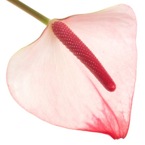 Anthurium rosa Eleganc Lovely Blüte 7cm