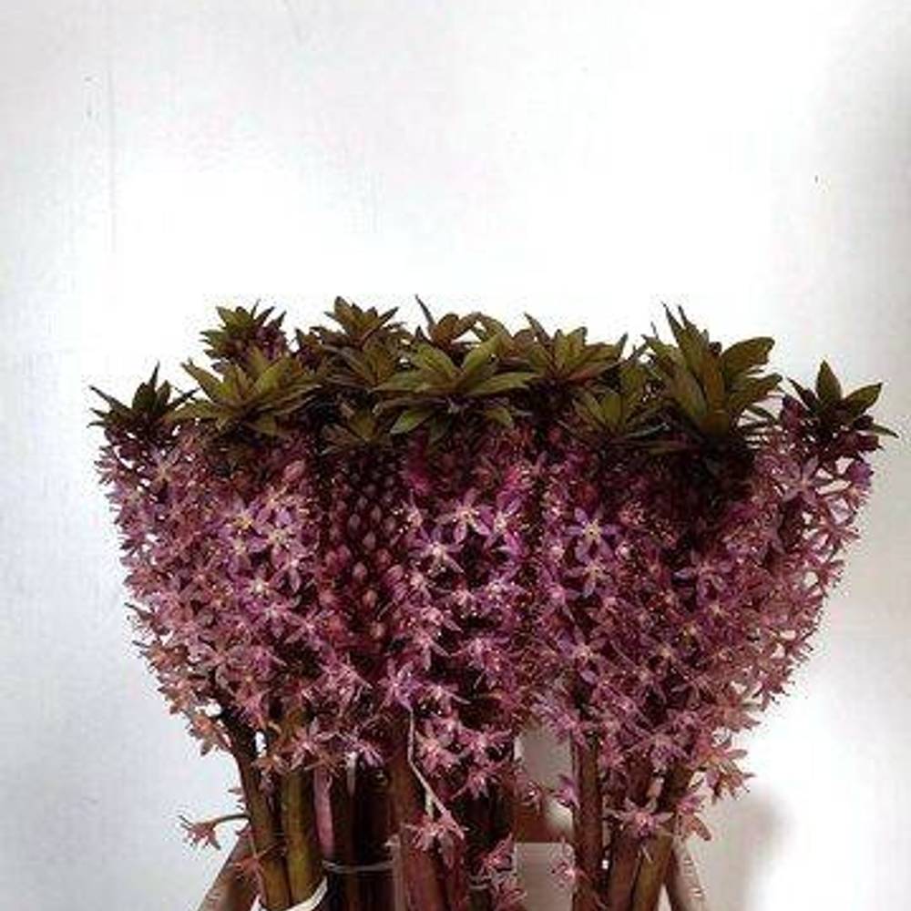 Eucomis dunkel lila 70cm