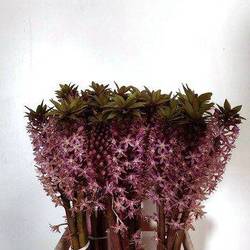 Eucomis dunkel lila 70cm