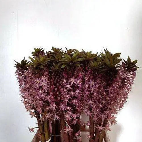 Eucomis dunkel lila 70cm