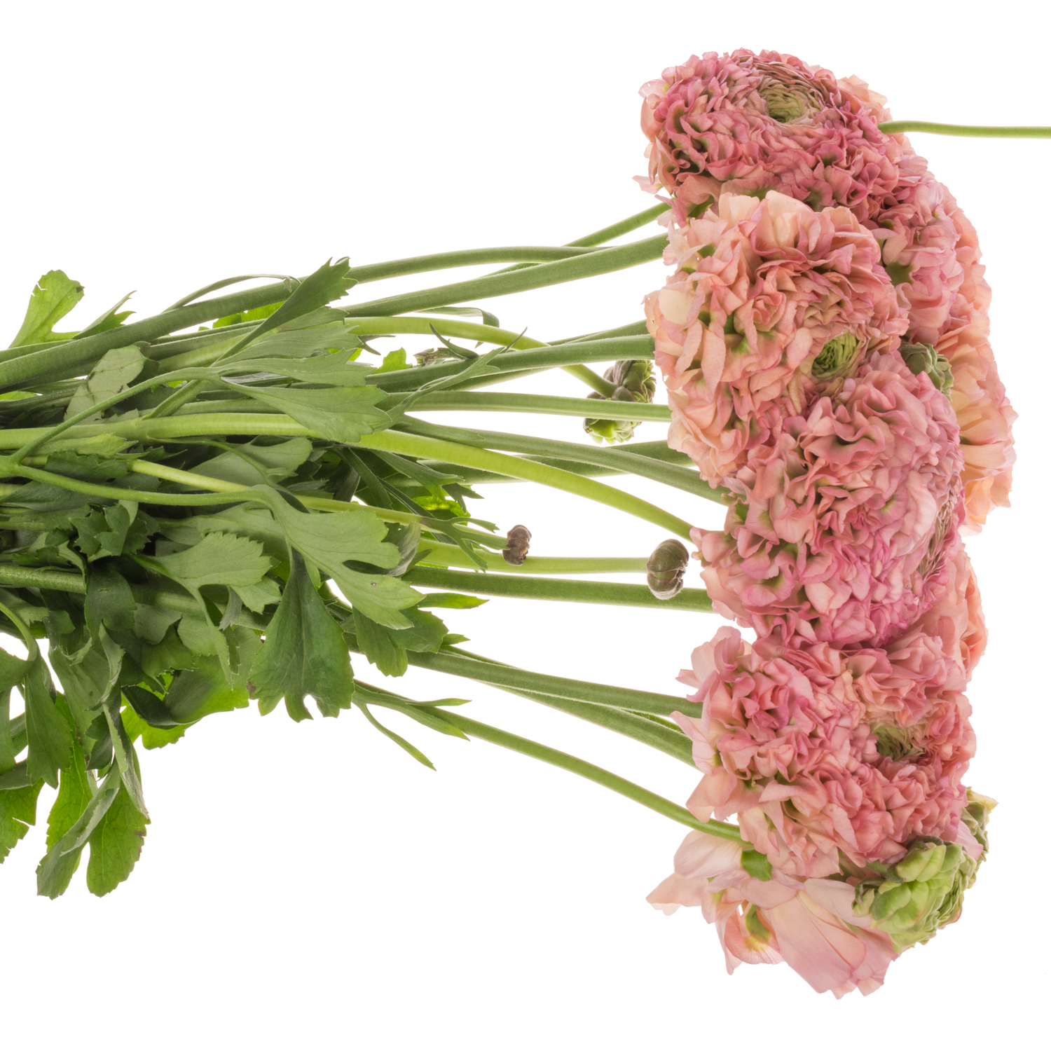 Ranunkel hell rosa/grün Pon Pon Alice Super 40cm