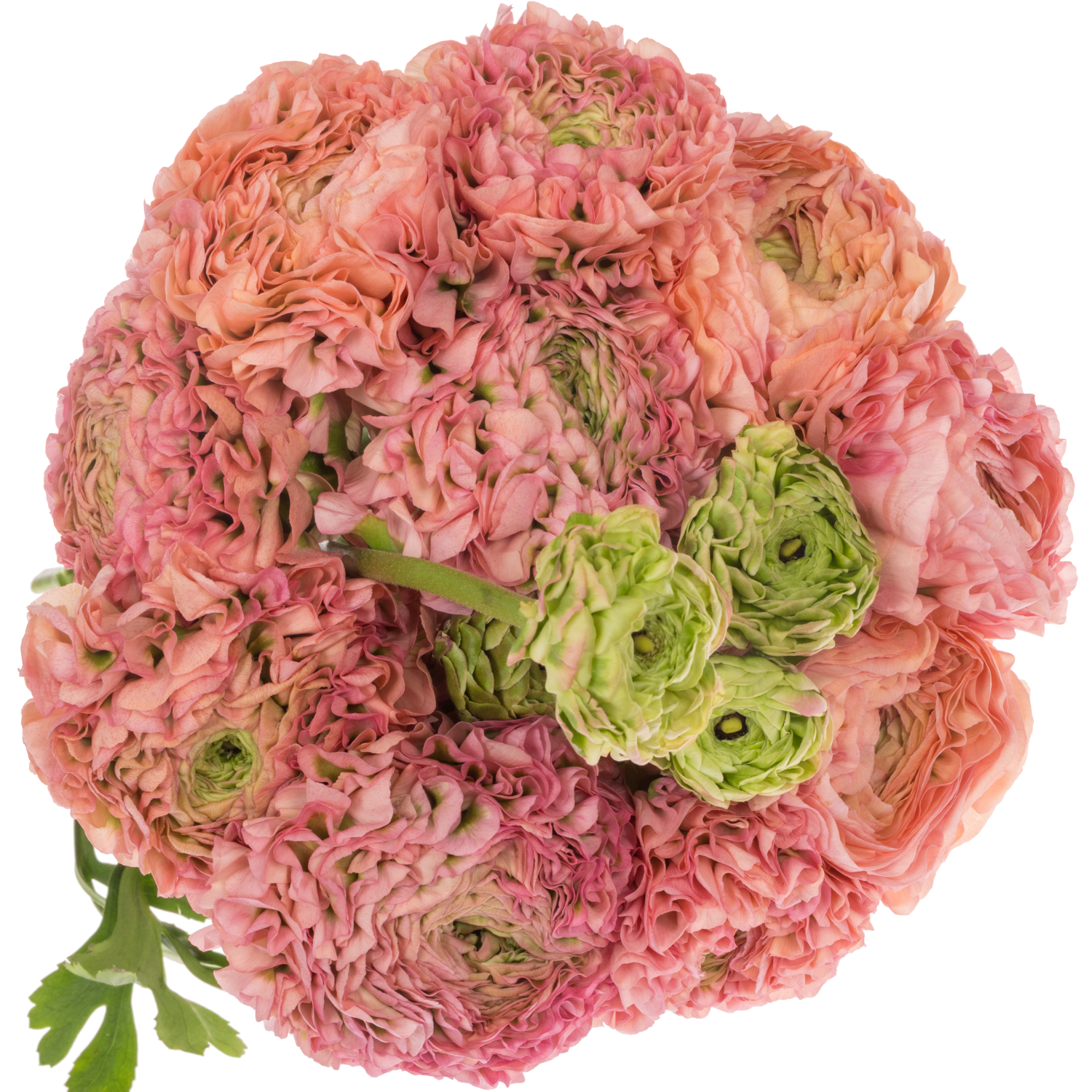 Ranunkel hell rosa/grün Pon Pon Alice Super 40cm