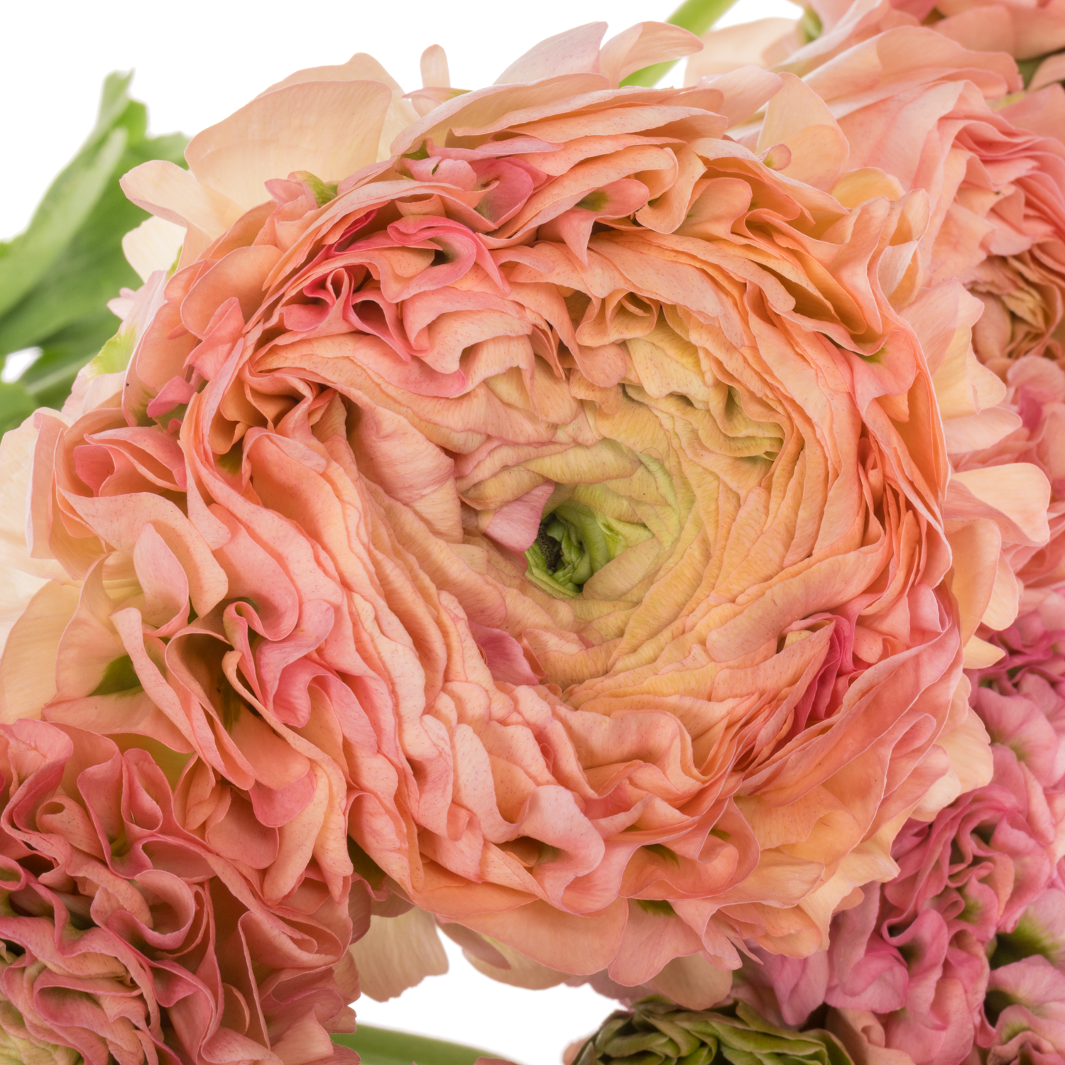 Ranunkel hell rosa/grün Pon Pon Alice Super 40cm